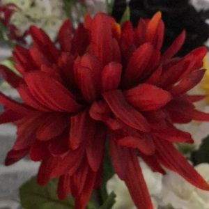 Meet your Posher, Cathy